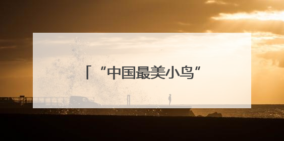 “中国最美小鸟”蓝喉蜂虎现身闽北