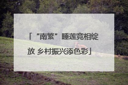 “南繁”睡莲竞相绽放 乡村振兴添色彩