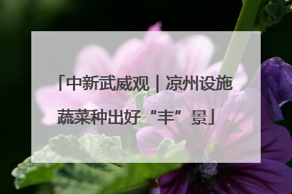 中新武威观｜凉州设施蔬菜种出好“丰”景