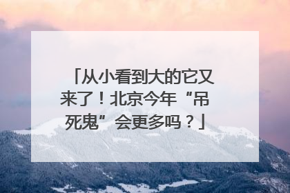 从小看到大的它又来了！北京今年“吊死鬼”会更多吗？