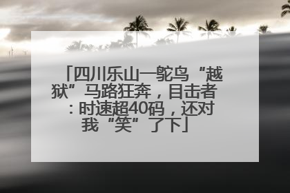 四川乐山一鸵鸟“越狱”马路狂奔，目击者：时速超40码，还对我“笑”了下