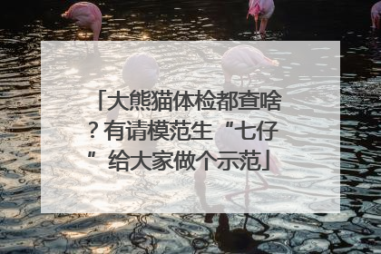 大熊猫体检都查啥？有请模范生“七仔”给大家做个示范