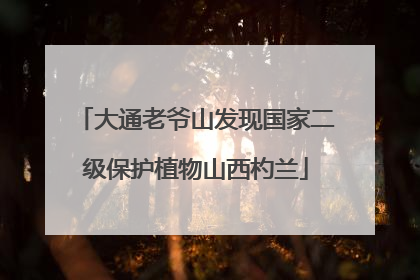 大通老爷山发现国家二级保护植物山西杓兰