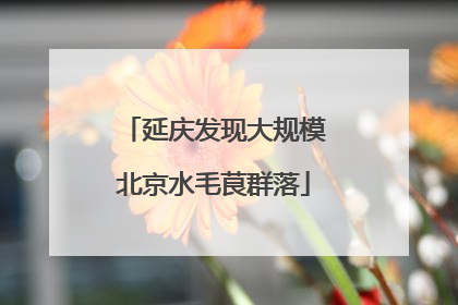 延庆发现大规模北京水毛茛群落