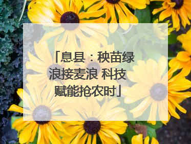 息县：秧苗绿浪接麦浪 科技赋能抢农时