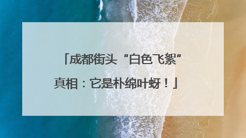 成都街头“白色飞絮”真相：它是朴绵叶蚜！