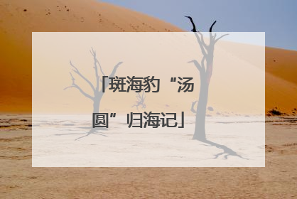斑海豹“汤圆”归海记