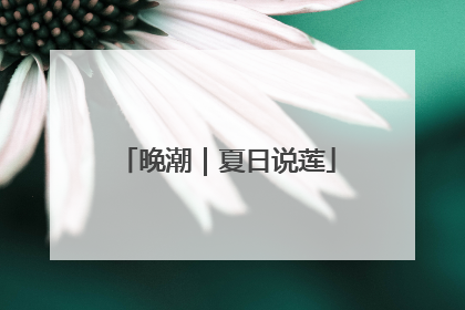 晚潮｜夏日说莲