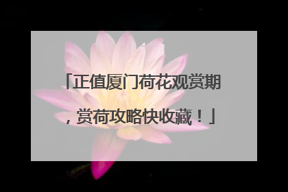 正值厦门荷花观赏期，赏荷攻略快收藏！