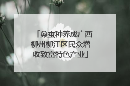 桑蚕种养成广西柳州柳江区民众增收致富特色产业