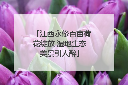 江西永修百亩荷花绽放 湿地生态美景引人醉