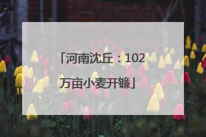 河南沈丘：102 万亩小麦开镰