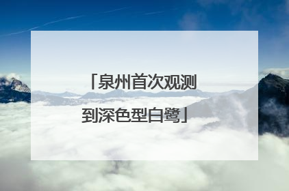 泉州首次观测到深色型白鹭