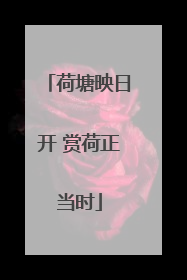荷塘映日开 赏荷正当时