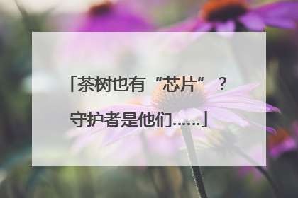 茶树也有“芯片”？守护者是他们……
