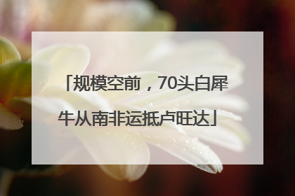 规模空前，70头白犀牛从南非运抵卢旺达