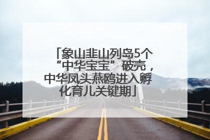 象山韭山列岛5个“中华宝宝”破壳，中华凤头燕鸥进入孵化育儿关键期