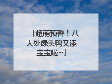 超萌预警！八大处绿头鸭又添宝宝啦~