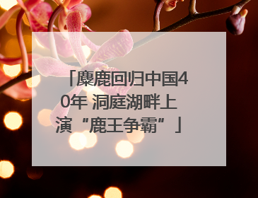 麋鹿回归中国40年 洞庭湖畔上演“鹿王争霸”