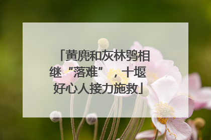 黄麂和灰林鸮相继“落难”，十堰好心人接力施救