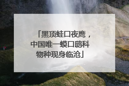 黑顶蛙口夜鹰，中国唯一蟆口鸱科物种现身临沧
